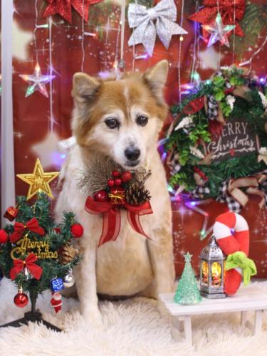 20231206ボニーちゃん